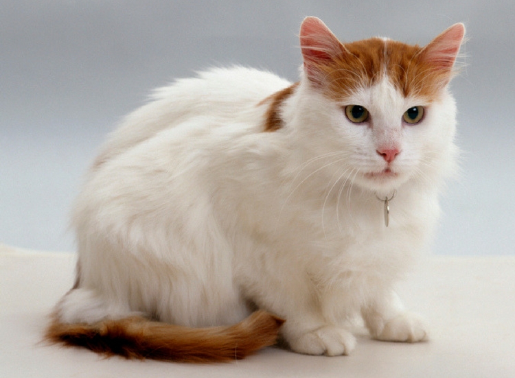 a Turkish Van cat